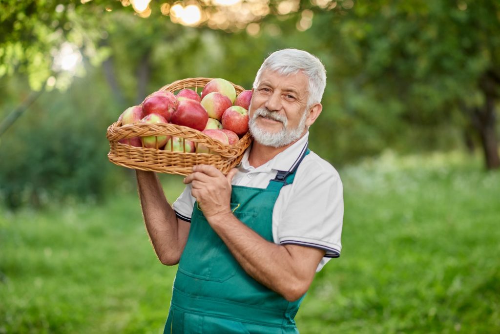 Bearded farmer holding basket with apples on shoulder
