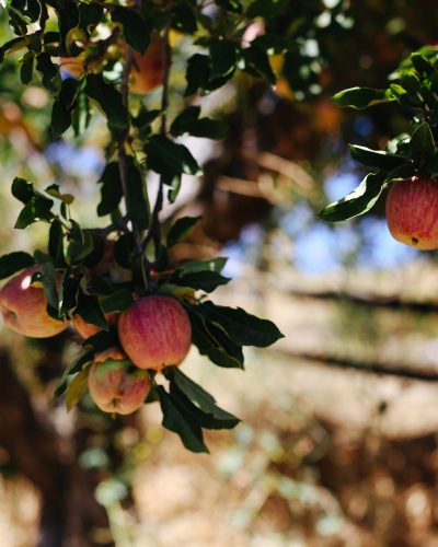 Mouneyrac-photo-pommes